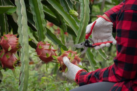 Jardinero de frutas sosteniendo tijeras de poda y recogiendo o cosechando frutas de dragón, pitaya o pitahaya en su propio jardín de frutas local, enfoque suave y selectivo.
