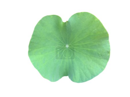 Lotus leaf or waterlily leaf isolated on white background with clipping paths.