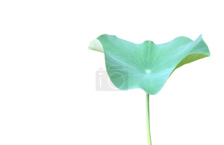 Lotus- oder Seerosenblatt isoliert auf weißem Hintergrund mit Schnittpfaden.