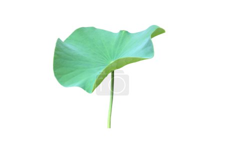 Lotus- oder Seerosenblatt isoliert auf weißem Hintergrund mit Schnittpfaden.