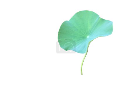 Lotus leaf or waterlily leaf isolated on white background with clipping paths.