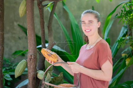 Young adult German woman holds basket and picking yellow ripe cocoa fruit from its trunk which grown at home, soft focus.