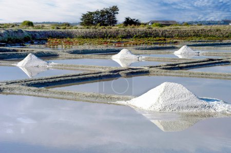 Salt marshes of Guerande in the Loire-Atlantique department