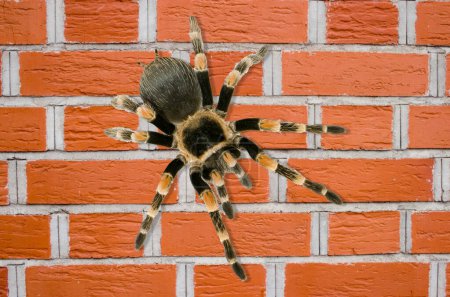 Téléchargez les photos : Brachypelma smithi araignée sur un mur - en image libre de droit