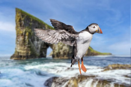 Puffin that will land on the island of Vagar, in the Faroe Islands.