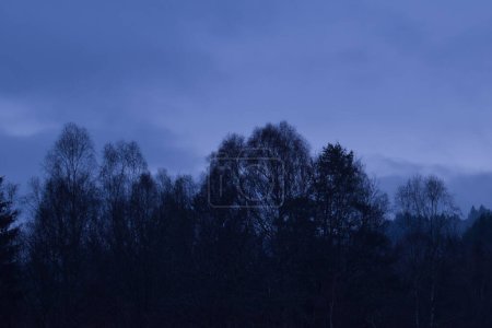 Photo for Tops of trees against a blue sky in rural Germany during blue hour on a foggy winter night. - Royalty Free Image