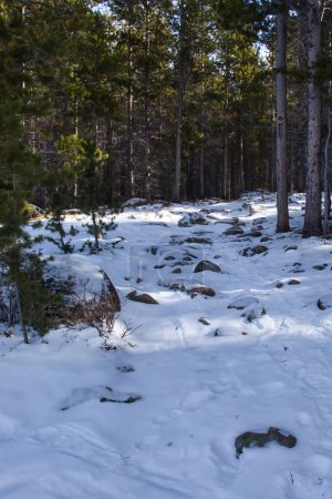Photo for Walking path with rocks and footprints in the snow surrounded by trees on a sunny winter day in the Bighorns of Wyoming. - Royalty Free Image