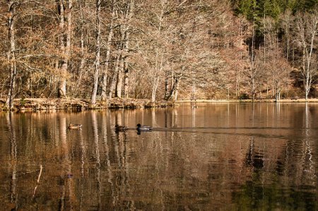 Téléchargez les photos : Canards nageant dans l'eau entourée d'arbres au lac Helmbachweiher dans la forêt palatinale d'Allemagne par une journée d'hiver ensoleillée. - en image libre de droit