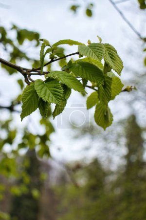 Téléchargez les photos : Feuilles vertes sur un noisetier par une journée nuageuse de printemps à Konigswinter, Allemagne. - en image libre de droit