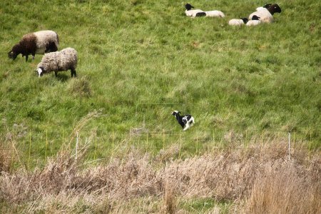 Foto de Cordero blanco y negro corriendo en hierba verde en un día de primavera cerca de Lohnsfeld, Alemania. - Imagen libre de derechos