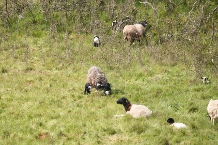 Foto de Jóvenes corderos blancos y negros y ovejas en hierba verde y árboles en un día de primavera cerca de Lohnsfeld, Alemania. - Imagen libre de derechos
