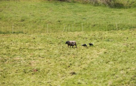 Foto de Dos corderos blancos y negros corriendo en hierba verde behine una oveja en un día de primavera cerca de Lohnsfeld, Alemania. - Imagen libre de derechos