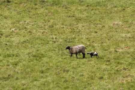 Foto de Cordero siguiendo la oveja en un campo con hierba verde en una tarde de primavera en Renania Palatinado, Alemania. - Imagen libre de derechos
