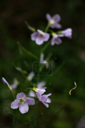 Photo for Small, purple Cardamine pratensis, cuckoo flowers, in a field of green grass on a spring evening near Potzbach, Germany. - Royalty Free Image