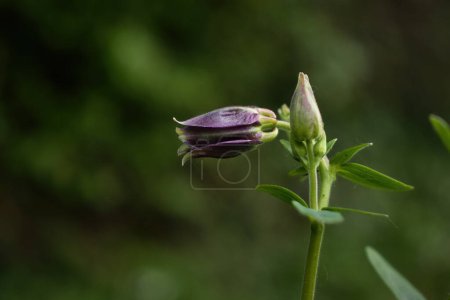 Photo for Sun shining on purple columbine bud against a green background on a spring evening near Potzbach, Germany. - Royalty Free Image