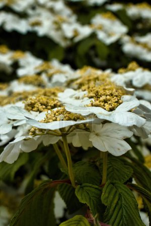 Japanische Schneeballblumen in einem Garten in Weinheim an einem Frühlingstag.