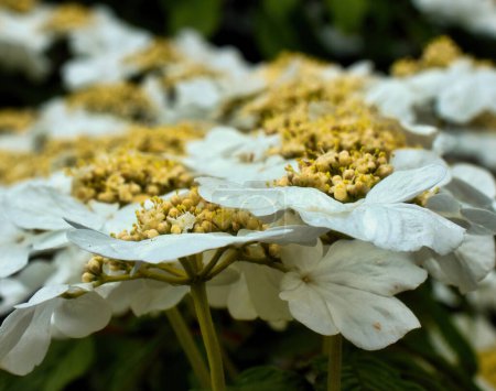Yellow centers on white Japanese Snowball flowers in a garden in Weinheim, Germany.