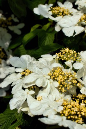 Weiße japanische Schneeballblumen an einem Baum in einem Park in Weinheim an einem Frühlingstag.