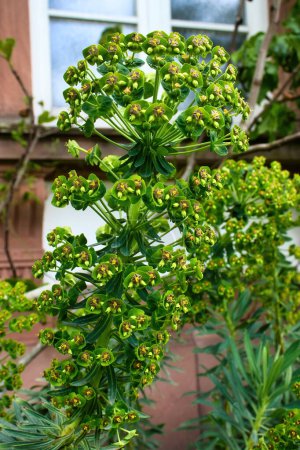 Euphorbia dans les jardins Hermannshof un jour de printemps à Weinheim, Allemagne.