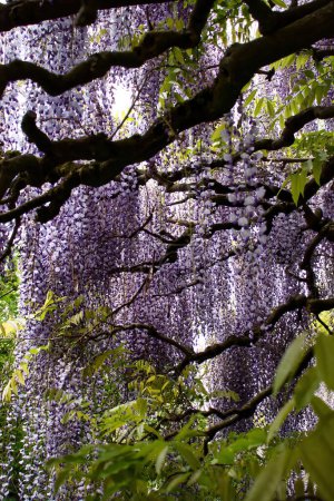 Purple wisteria flowers through tree branches on a spring day at the Hermannshof Gardens in Weinheim, Germany.