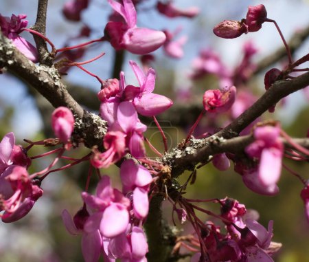 Pink Eastern Redbud Tree flowers on a spring day at the Hermannshof Gardens in Weinheim, Germany.