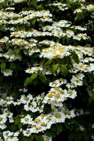 Many white Japanese Snowball Flowers on a tree in a park in Weinheim, Germany