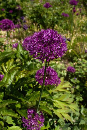 Allium, Purple Sensaton, flores que crecen en los Jardines Hermannshof en Weinheim, Alemania en un día de primavera.