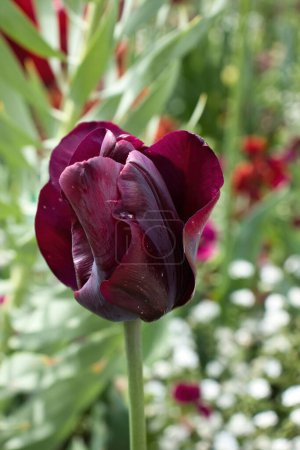 Tulipán rojo creciendo en los Jardines Hermannshof en Weinheim, Alemania en un día de primavera.