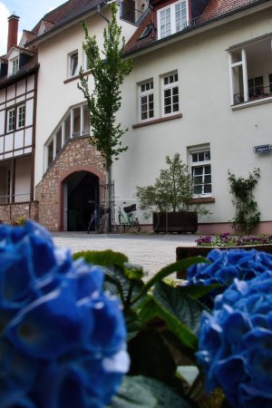 Weinheim, Germany - May 19, 2021: House across the street from blue hydrangea flowers in Weinheim, Germany.