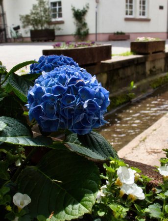 Téléchargez les photos : Weinheim, Allemagne - 19 mai 2021 : Fleurs d'hortensia bleue poussant près de l'eau dans une rue de Weinheim, Allemagne. - en image libre de droit