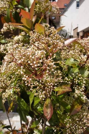 Redtip Photinia growing in the old town, of Weinheim, Germany on a sunny spring day.