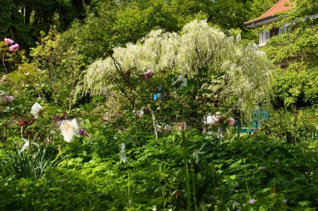 Blumen und Pflanzen um einen Glyzinien-Baum an einem Frühlingstag in den Gärten des Hermannshofs in Weinheim.