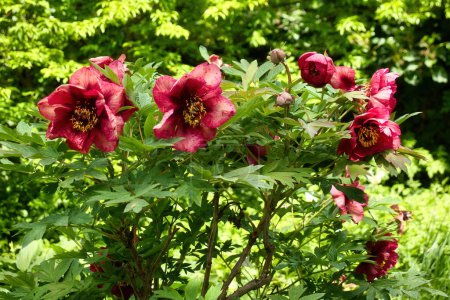 Red peony flowers and green leaves on a spring day in the Hermannshof Gardens in Weinheim, Germany.