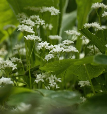 Weißes Galium odoratum an einem Frühlingstag in den Gärten des Hermannshofs in Weinheim.