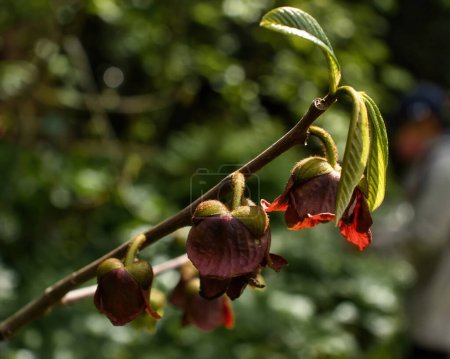 Rote Pfote und grüne Blätter auf einem Ast in den Gärten des Hermannshofs in Weinheim.