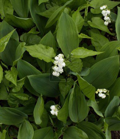White lily of the valley flowers and green leaves in the Hermannshof Gardens in Weinheim, Germany.