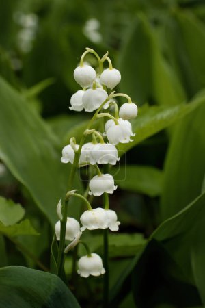 Lily of the valley flowers and green leaves in the Hermannshof Gardens in Weinheim, Germany.