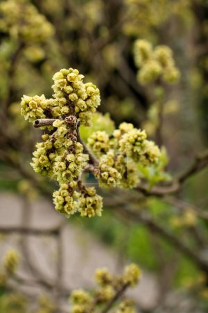 Yellow Sumac growing on a tree branch in the Hermannshof Gardens in Weinheim, Germany.