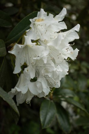 Weißer Rhododendron wächst in den Gärten des Hermannshofs in Weinheim.