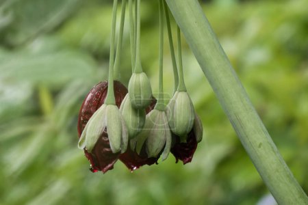 Podophyllum pleianthum, mayapple china, creciendo en los Jardines Hermannshof en Weinheim, Alemania.