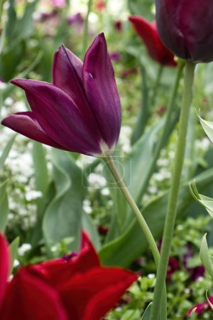 Purple tulip blooming in the Hermannshof Gardens in Weinheim, Germany