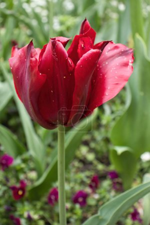Rote Tulpen blühen in den Gärten des Hermannshofs in Weinheim