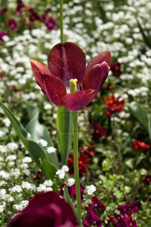 Red tulip and white forget-me-nots blooming in the Hermannshof Gardens in Weinheim, Germany