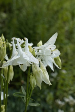 White Columbine flowers in the Hermannshof Gardens in Weinheim, Germany.