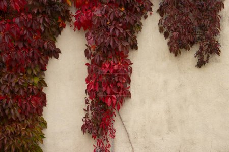 Rote Blätter von wildem Wein hängen an einer Wand mit Kopierraum