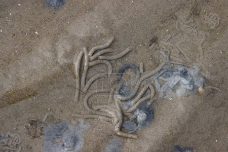 Foto de Coiled sand castings of a lugworm, arenicola marina - Imagen libre de derechos