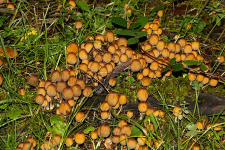 Téléchargez les photos : Groupe de champignons poussant sur du bois mort dans la forêt, Coprinellus micaceus - en image libre de droit