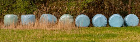 Hay bales wrapped in green plastic foil