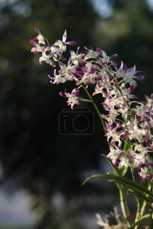 Photo for Purple Dendrobium Wild orchid flower plant closeup - Royalty Free Image
