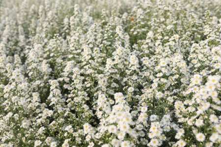 Foto de Cortador blanco fresco Campo de flores - Imagen libre de derechos